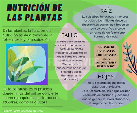 Nutrici N De Las Plantas Los Informativos