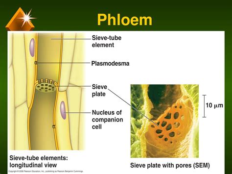 chapter  plant structure growth  development