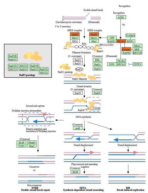 Homologous Recombination Pathway Genes Selected By Sfs Merging