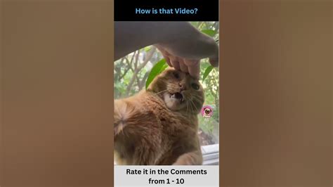 Cat Gets Naughty Cats Funny Compilation Rate The Funny Animals