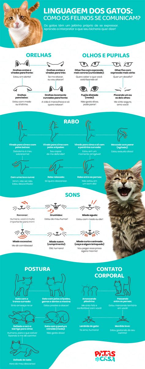 Linguagem Dos Gatos Veja Em Infogr Fico As Formas Mais Comuns D