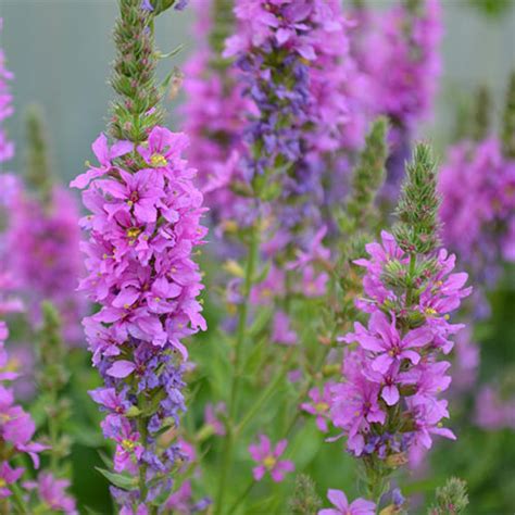 Купить дербенник иволистный недорого с доставкой в Екатеринбурге