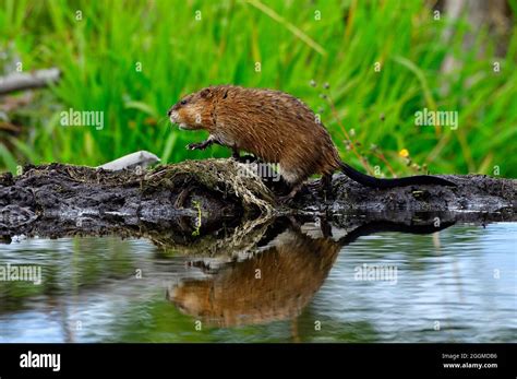 A wild muskrat "Ondatra zibethicus", walking along the top of a beaver ...