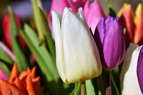 Tulpe Bl Te Tulpenstrau Kostenloses Foto Auf Pixabay Pixabay