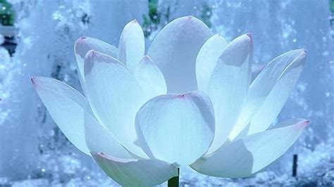 White Lotus Wallpapers Top Free White Lotus Backgrounds Wallpaperaccess