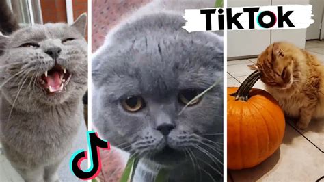 El Gato Cat Meme Cutouts Tik Tok