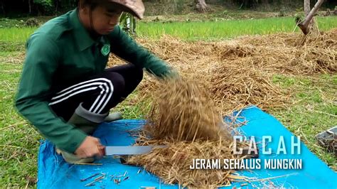 Membuat Pupuk Bokashi Sekolah Tinggi Penyuluhan Pertanian Bogor Youtube