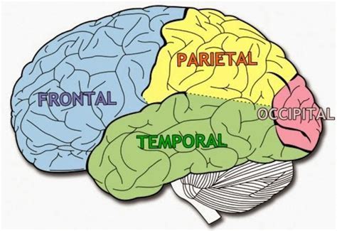 Esquema Lobulos Do Cerebro Anatomia Clínica