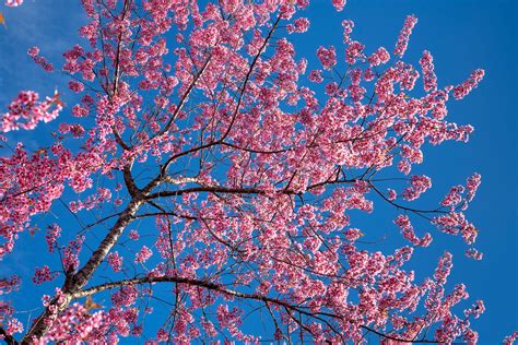 Blossoming Sakura tree under blue sky in park · Free Stock Photo