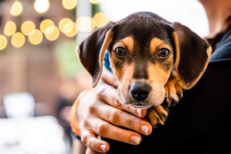 New foster networks will soon improve pet surrender near me 16