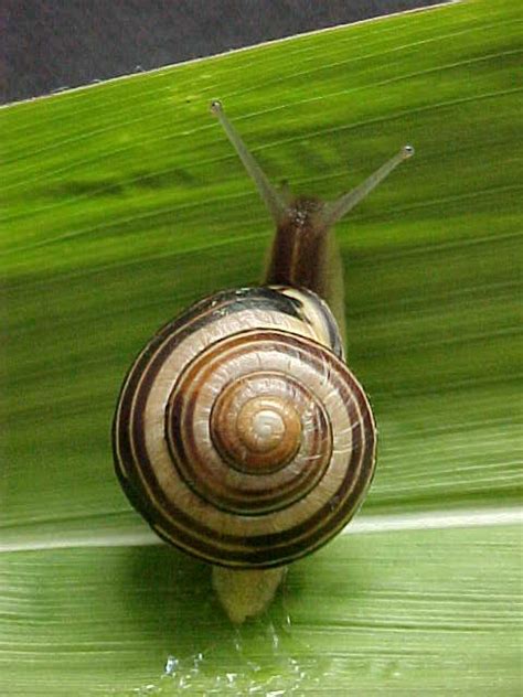 Snail | Animal Wildlife