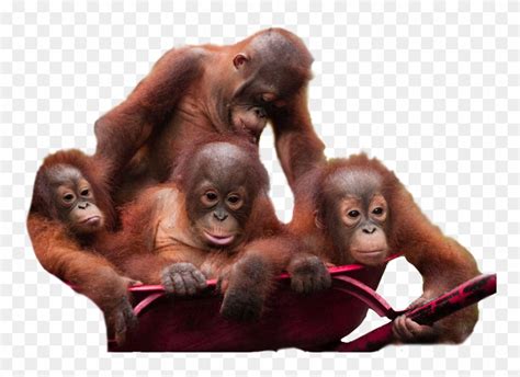 Orangutan Download Png Image Borneo Orangutan Survival Foundation