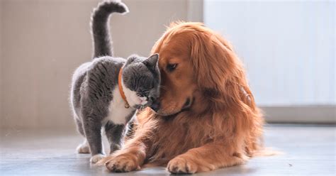 Cães e Gatos Juntos e Felizes Para Sempre 5 Passos Para o Sucesso