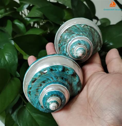 Натуральные ракушки крабов-отшельников 8-9 см зелёные | AliExpress