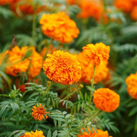 African Marigold Seeds - Mandarin - Aasgardens