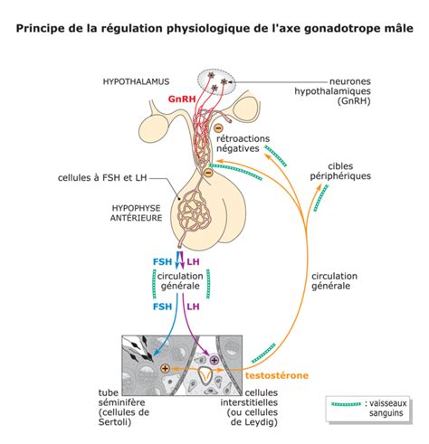 Biologie La Reproduction Les Cycles Sexuels Et La Régulation De La