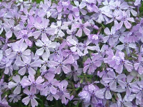 Купить семена Флокс шиловидный Phlox subulata Benita в Москве: доставка ...
