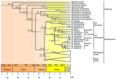 Frontiers Plastid Phylogenomics Clarifies Broad Level Relationships