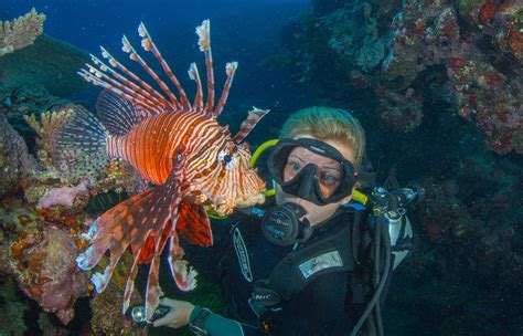 Diving In Tonga Bluewater Dive Travel