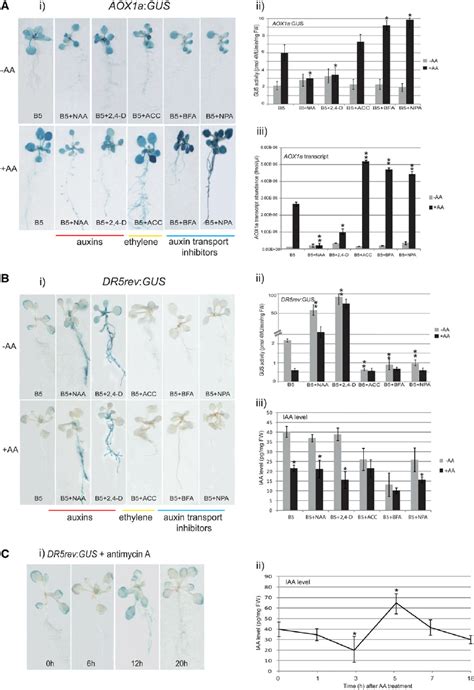 Effect Of Auxin And Inhibitors Of Auxin Transport On AA Induced AOX1a