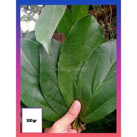 Jual Daun Cincau Hijau Rambat Segar Non Pektisida 100gm Shopee