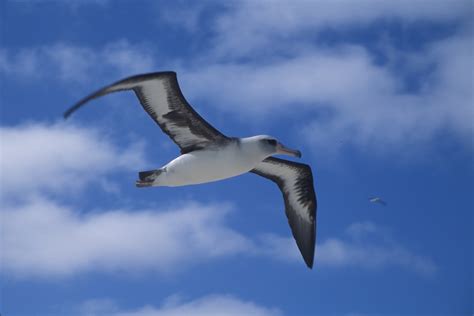 Birding In Oahu Hawaiian Birds Oahu Ilovehawaii