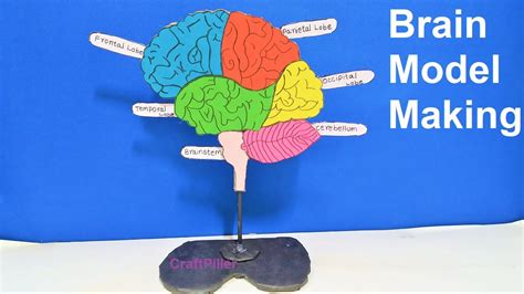 Brain Model Project Biotechnology Brain Models Projec