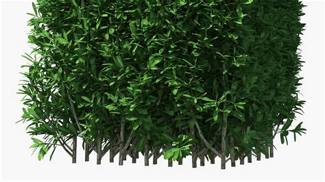 Boxwood Square Bush 3d Model 29 3ds Blend C4d Fbx Max Ma Lxo