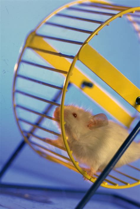 How To Get Your Hamster To Be Quiet At Night