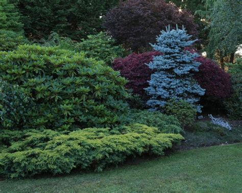 Juniper shrub – Artofit