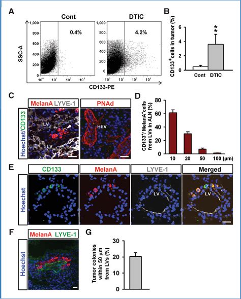 Figure 2 From Cxcr4 Signaling Regulates Metastasis Of Chemoresistant