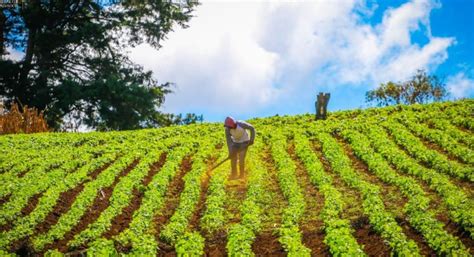 El Salvador Avanza Con Paso Firme Hacia Una Mayor Seguridad Alimentaria