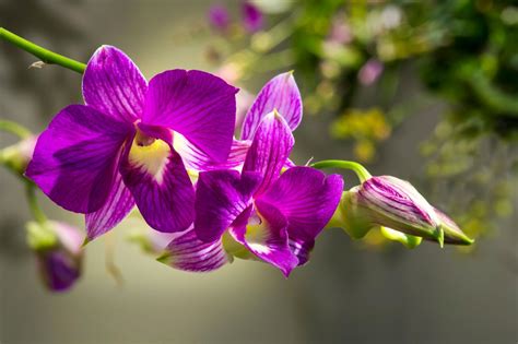 How to Care for Orchids | Orchid Types | HGTV