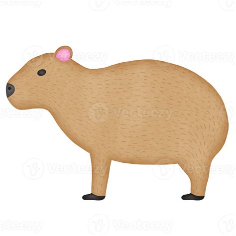 Capybara Png Image File Png All Png All