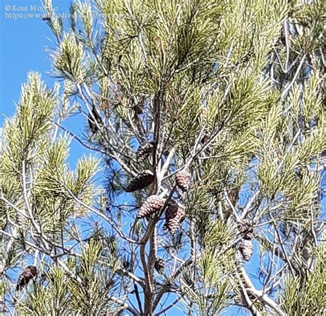 Pinus Halepensis Mill 657759 Biodiversidad Virtual Plantas