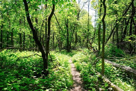 The Kinky Truth About Giraffe Sex Yep Were Going There