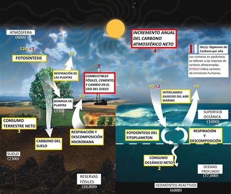 Ciclo Del Carbono