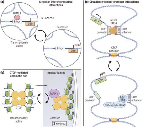 Circadian Regulation Of 3 Dimensional Chromatin Architecture A The