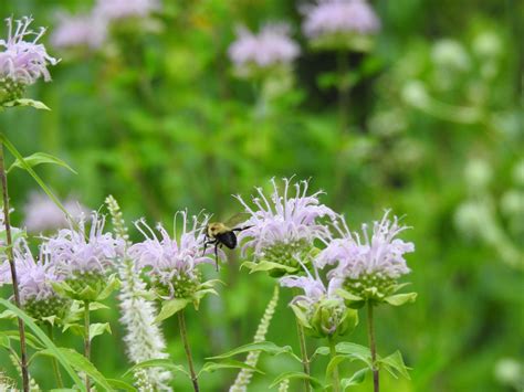 Environmental Grants — Thorn Creek Audubon