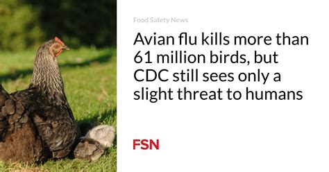 La Grippe Aviaire Tue Plus De Millions D Oiseaux Mais Le Cdc Ne