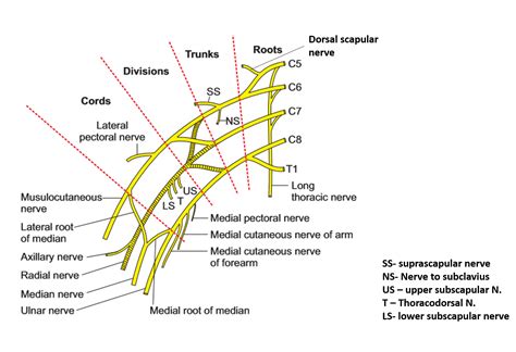 Brachial Plexus – Anatomy QA