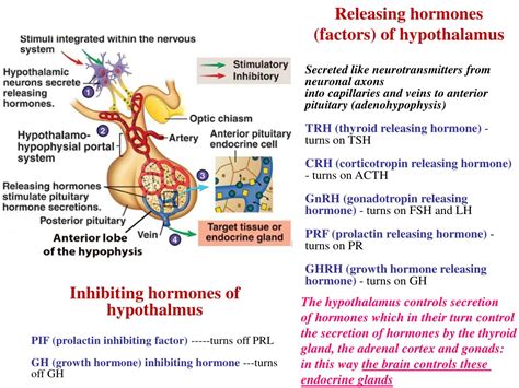 Ppt Endocrine System Powerpoint Presentation Free Download Id9664923