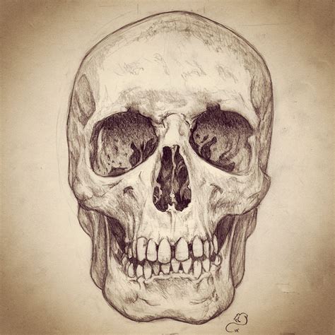 Skull Pencil Drawing at PaintingValley.com | Explore collection of ...