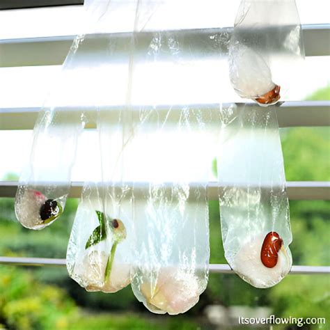 sprout seeds easily  step  step guide