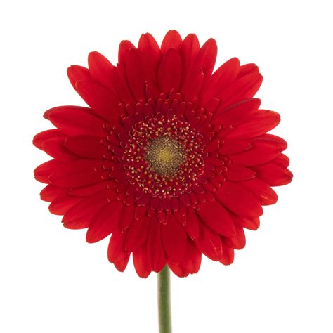 Buy Gerbera Mini phoenix wholesale in Dubai | Gulf Flowers