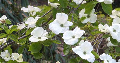 Kousa Dogwood - Varieties and Care | Nurseries Online USA