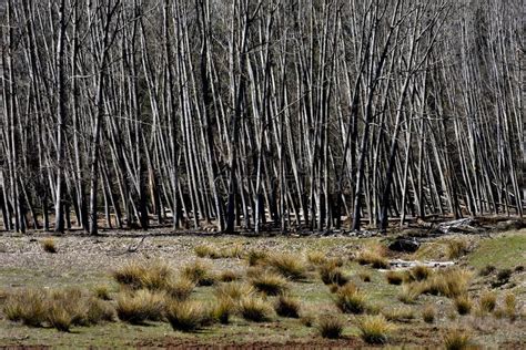 Nude Trees In The Forest Stock Photo Image Of Impenetrable