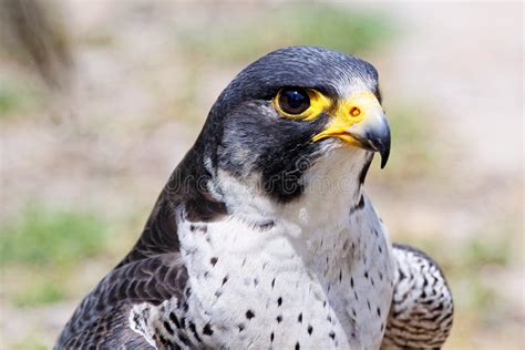 Raptors Stock Image Image Of Beaks Source Eagle Carnivorous 29261779