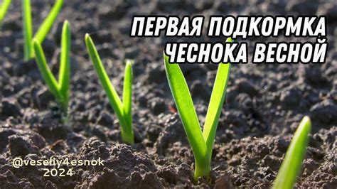 Первая подкормка чеснока 🧄 - YouTube