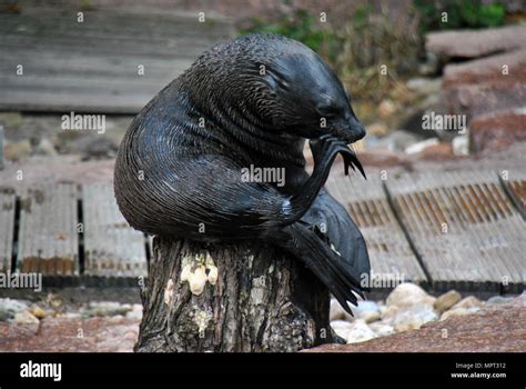 Seal Sitting On A Tree Stump Contemplating Life Stock Photo Alamy